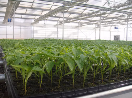 Plateau de Germination de démarrage de graines de bouchon en plastique PS pour pépinière de légumes de serre