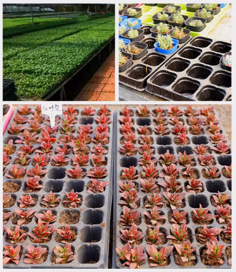 Plateau de semis en matériau PS ou PVC pour les semis de culture en serre